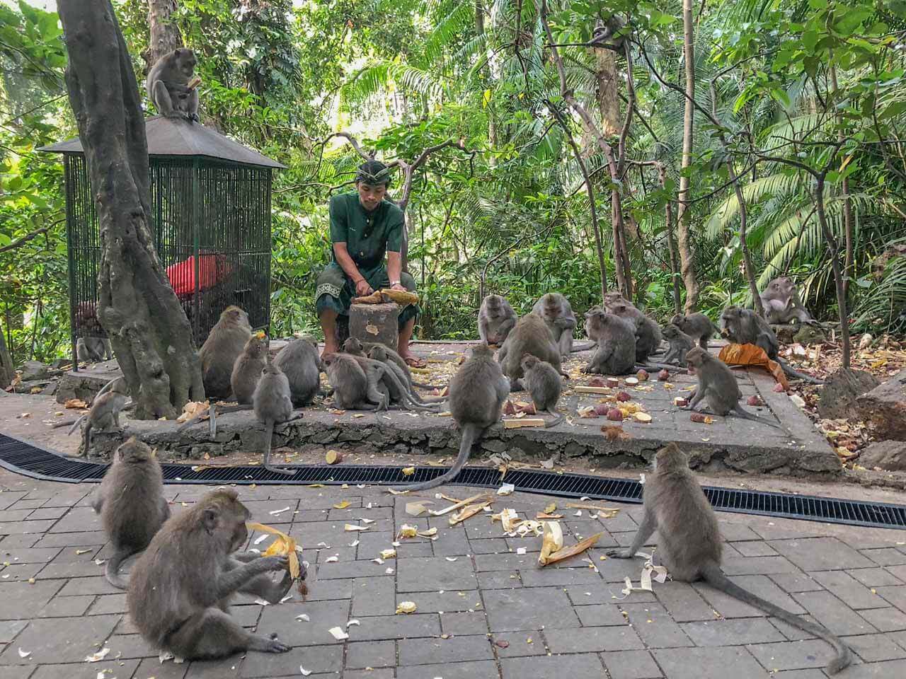 Macacos na Monkey Forest em Ubud