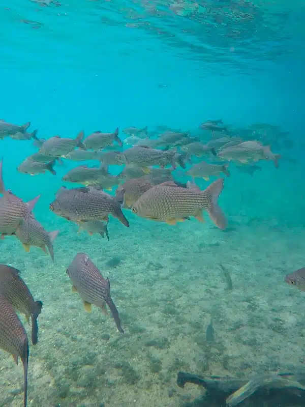 Cardumes gigantes de peixes na água azul do Rio da Prata em Bonito