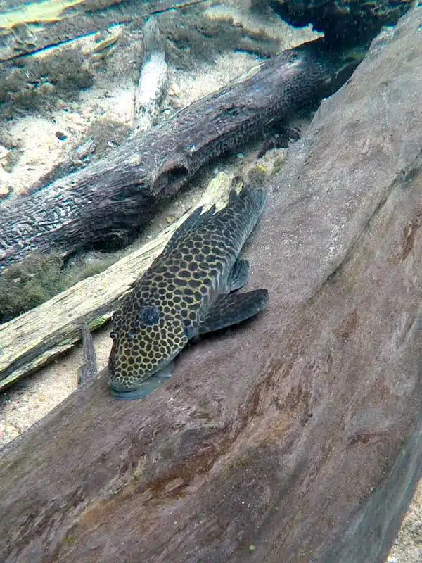 Lindo peixe no Rio da Prata em Bonito